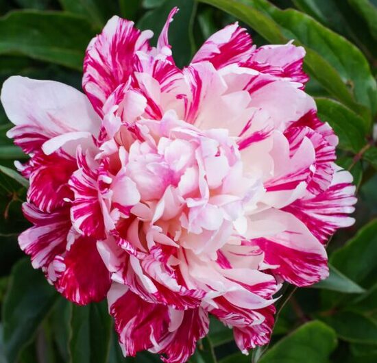 Peonija 'Candy Stripe'